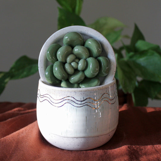 Small Succulent Jar